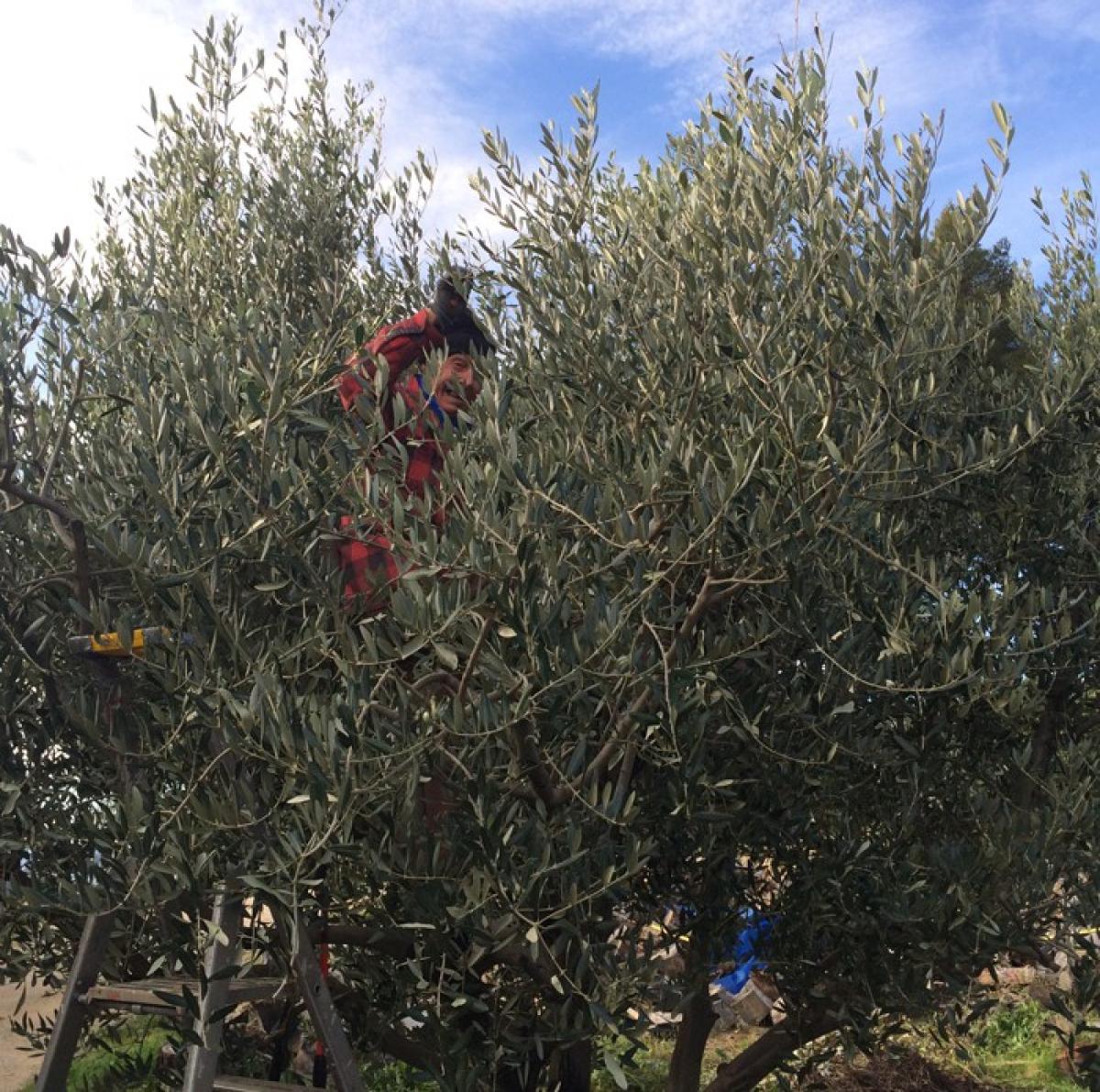 Taille d'olivier à la Ciotat