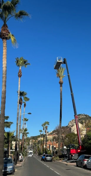 Taille de palmier sur voirie à La CIOTAT (LA)