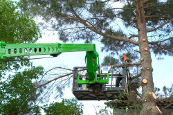 Élagage  à Aubagne